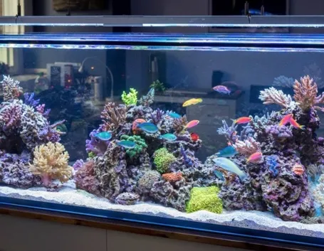Acquario marino