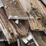Termiti legno