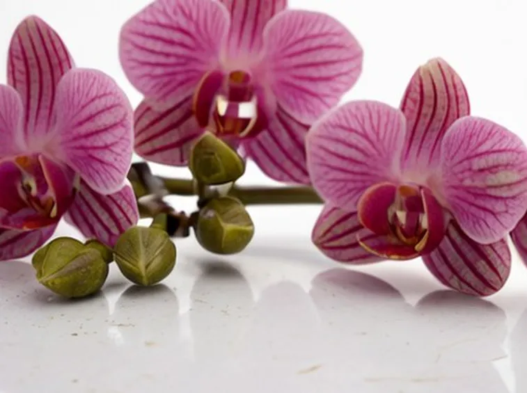 orchidea