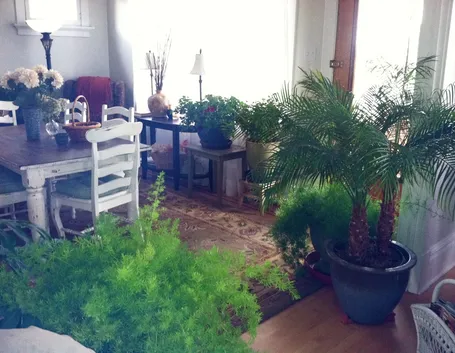 piante appartamento