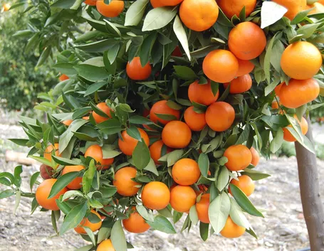 Piante da frutta