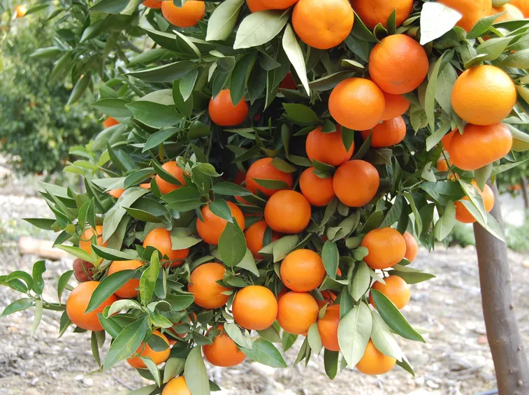 Piante da frutta