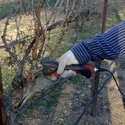 Forbici elettriche per potatura