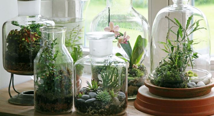Sistemare piante in bottiglia 