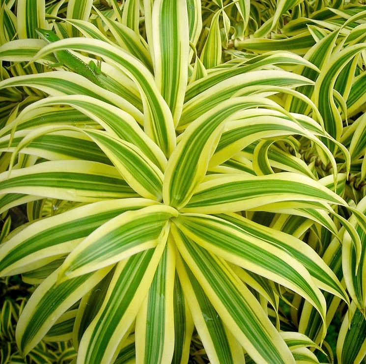 Dracena