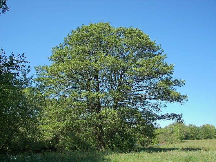 Pianta a legno duro