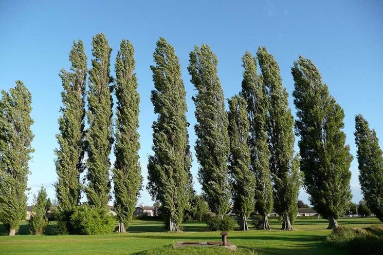 Filare di alberi di pioppo