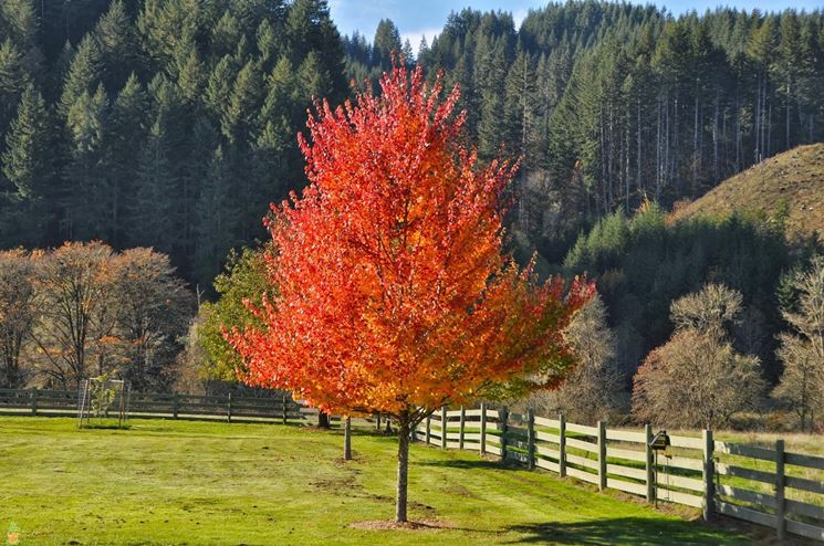 Albero di acero in autunno