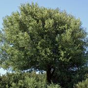 Quercus Suber