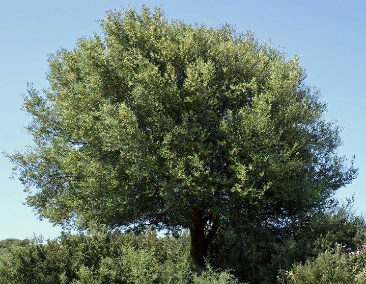 Quercus Suber