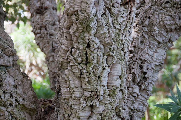 Particolare della corteccia da sughero