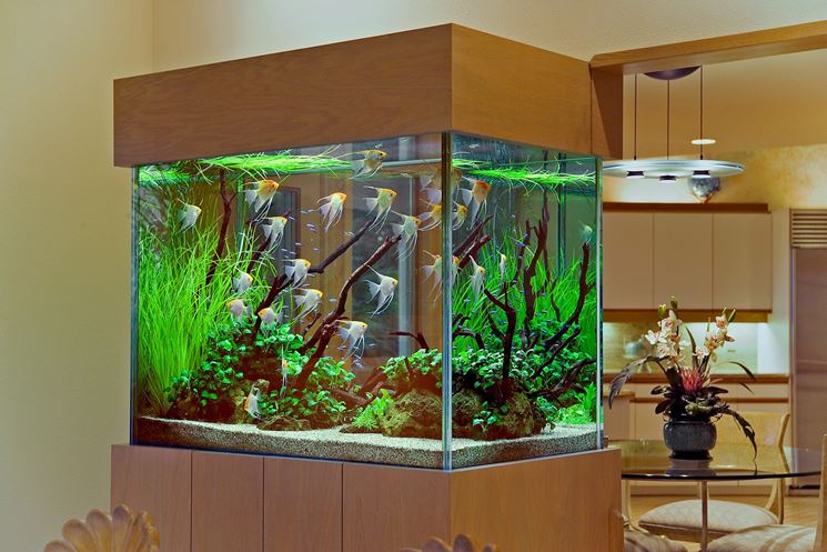 Esempio acquario