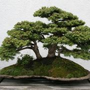 Bonsai abete