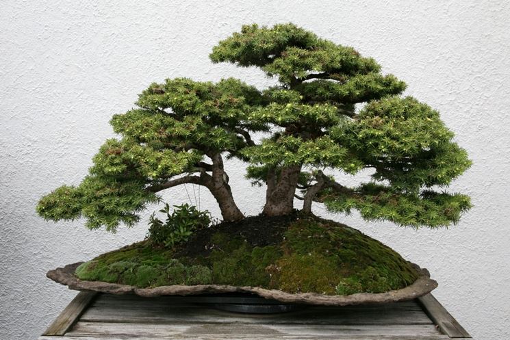 Bonsai abete