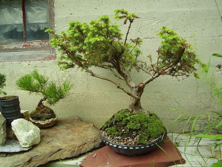 Bonsai pianta