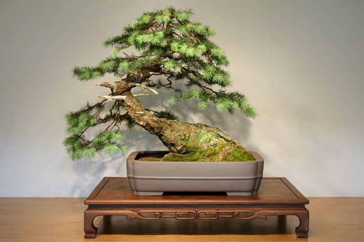 Abete bonsai