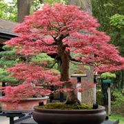 Bonsai acero giapponese