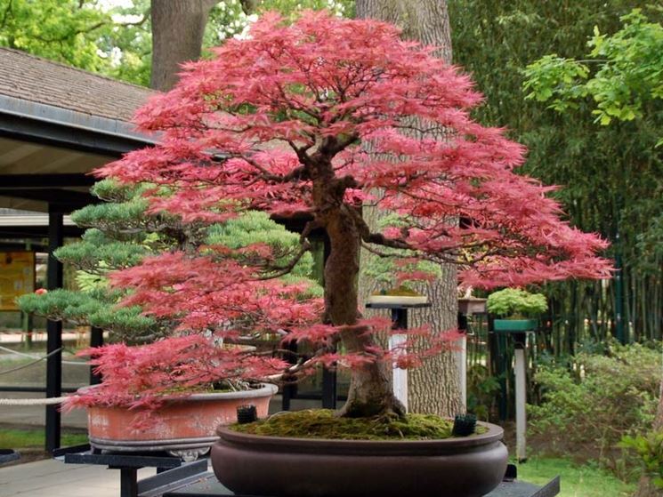 Bonsai acero giapponese