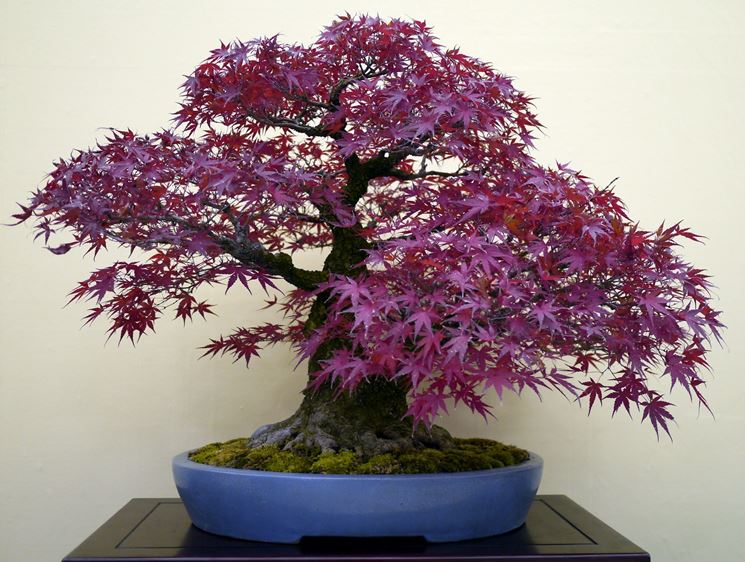 Bonsai acero