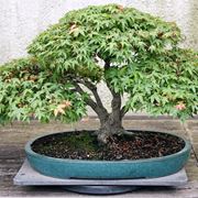 Un esempio di bonsai di acero palmato