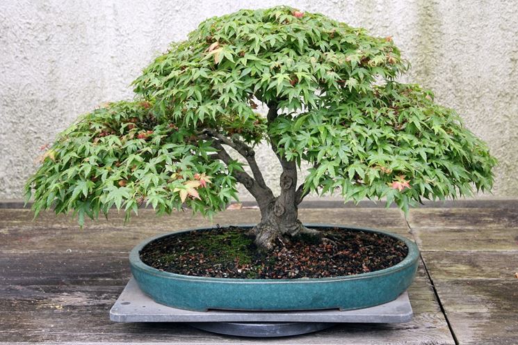 Un esempio di bonsai di acero palmato