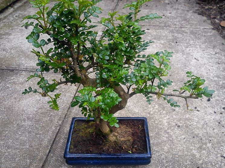 Bonsai Albero Del Pepe Curare Bonsai Pepe Bonsai