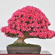 Bonsai azalea fiorito