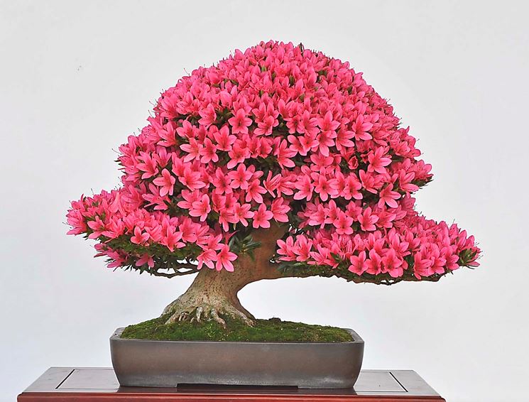 Bonsai azalea fiorito