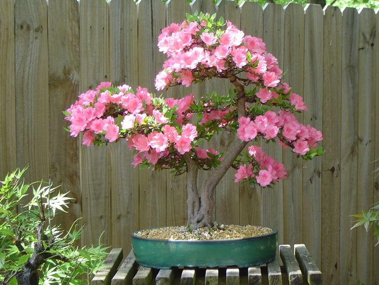 Fiori di Bonsai azalea