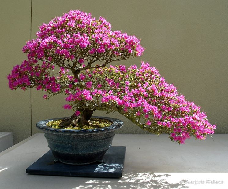 Bonsai azalea in fiore