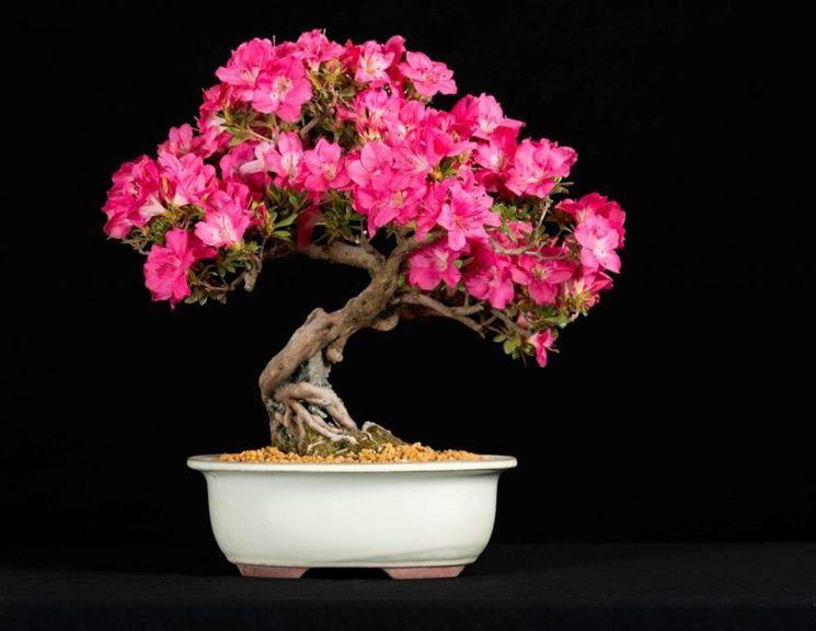 Albero bonsai azalea