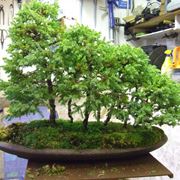 Boschetto di bonsai di betulla