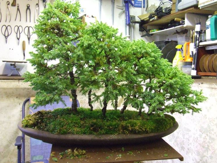 Boschetto di bonsai di betulla