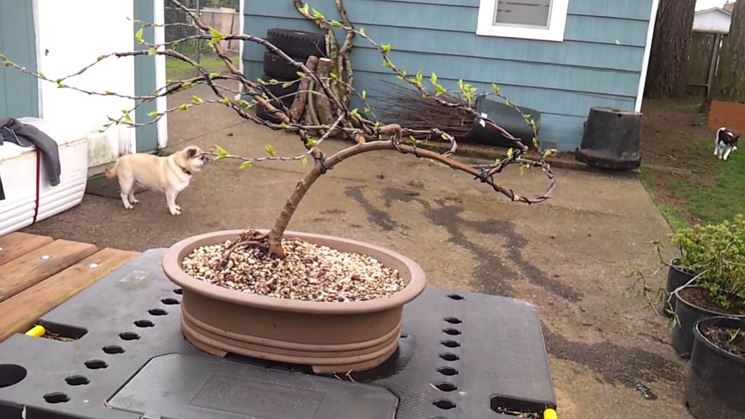 Grande bonsai di betulla