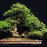 Bonsai biancospino