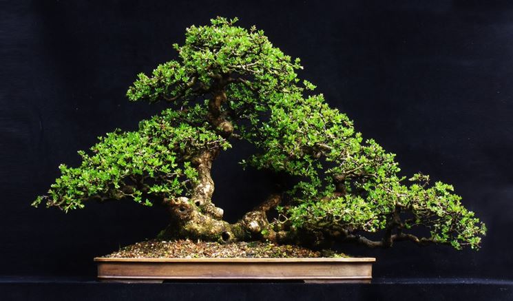 Bonsai biancospino