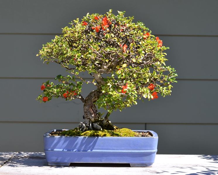 Bonsai fiore