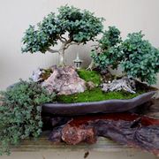 Esempio di bonsai bosso