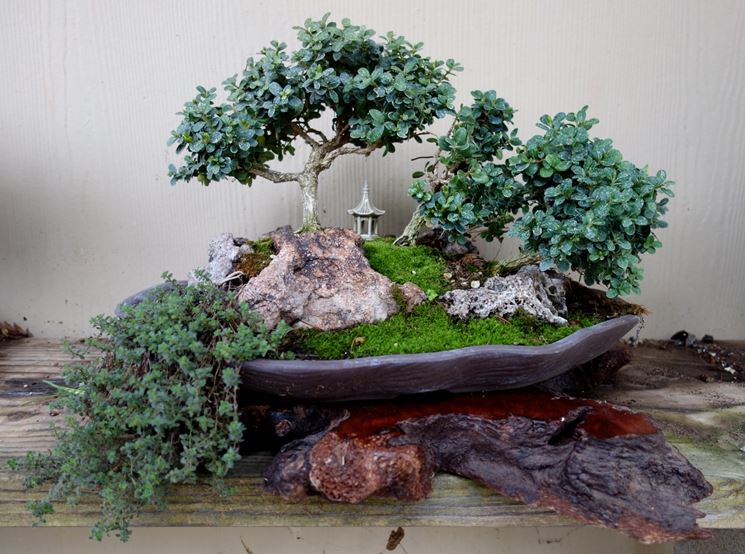 Esempio di bonsai bosso