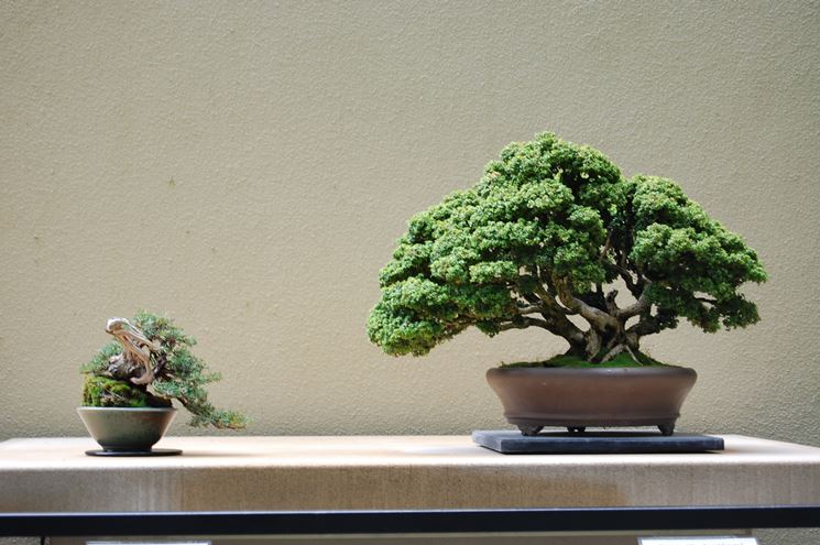 Esempio di bonsai bosso nano