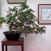 Bonsai di camelia fiorito