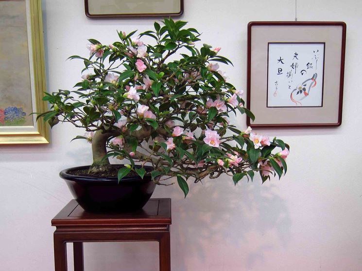 Bonsai di camelia fiorito