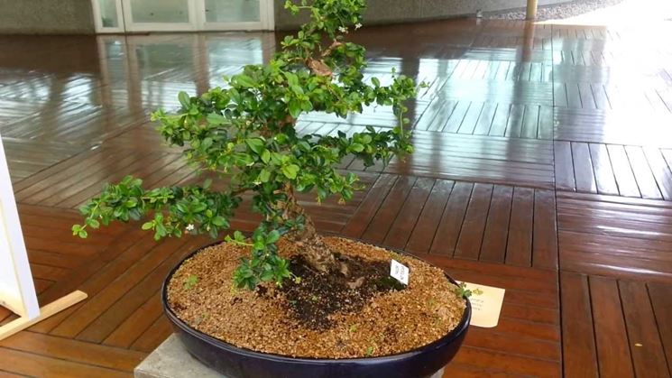 Il Bonsai carmona in casa