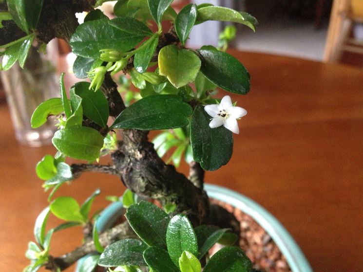 Bonsai carmona fiore