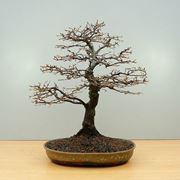 Bonsai di carpino