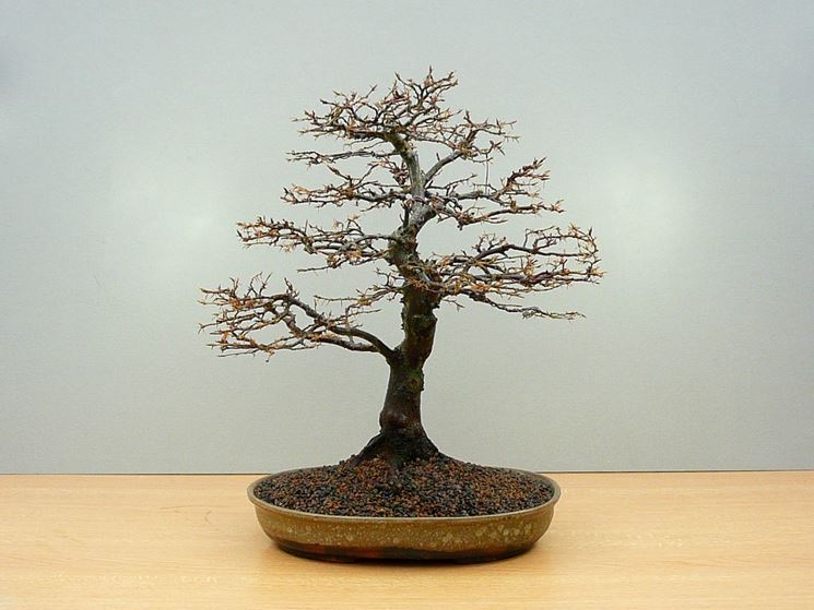 Bonsai di carpino