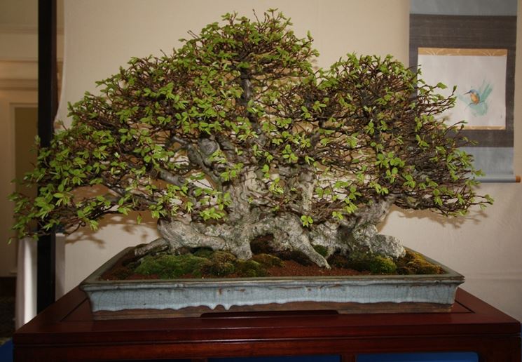 Bonsai di carpino