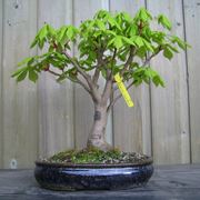 Bonsai castagno