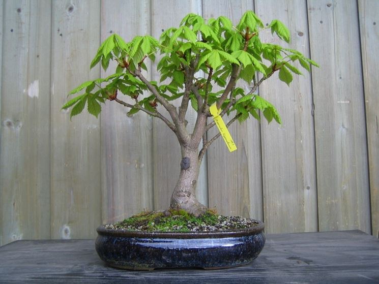 Bonsai castagno