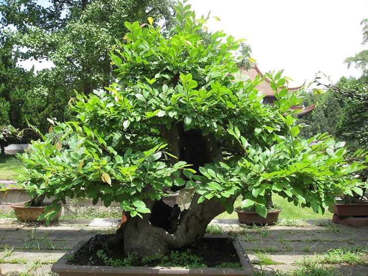 bonsai di castagno